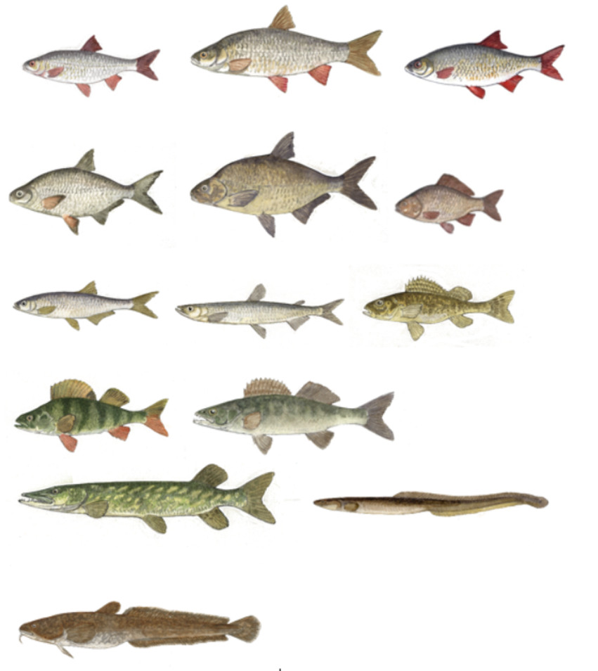 Kartillustration som visar 14 fiskar som finns i Lillfjärden.