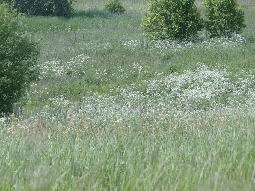 Gammal betesmark i sydsluttning ner mot Delångersån där mindre träd, högt gräs och blommor växer.