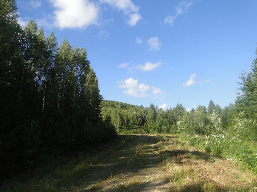 Södra sidan av berget. En skogsbilväg som till hälften ligger i skugga går genom skogen med blå himmel och vita moln.