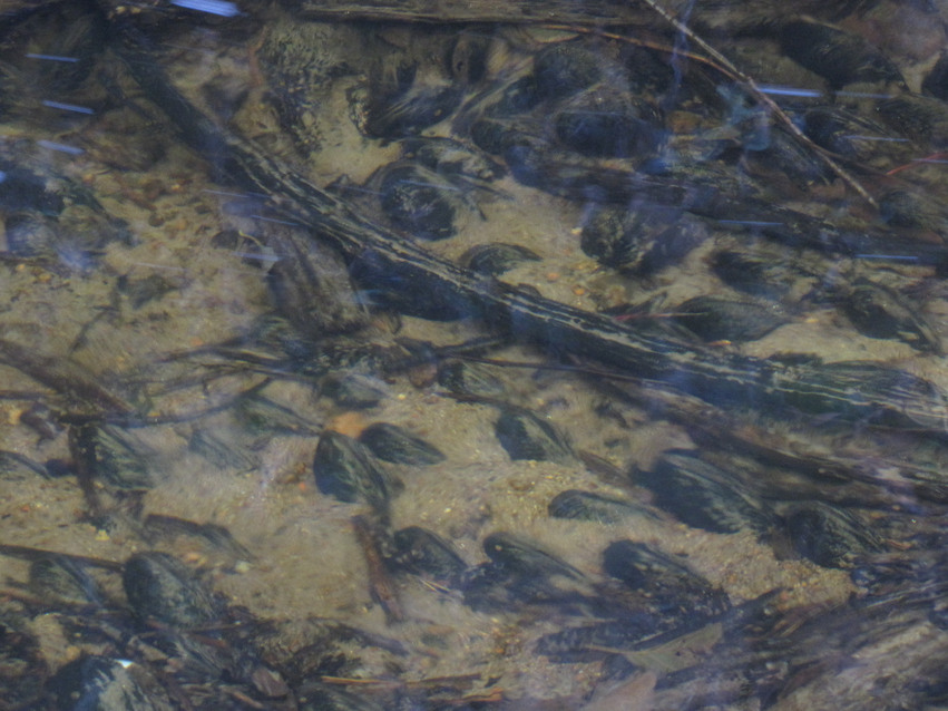 Bild tagen under ytan som visar flodpärlmusslor (Margaritifera margaritifera), sand och grenar på botten.