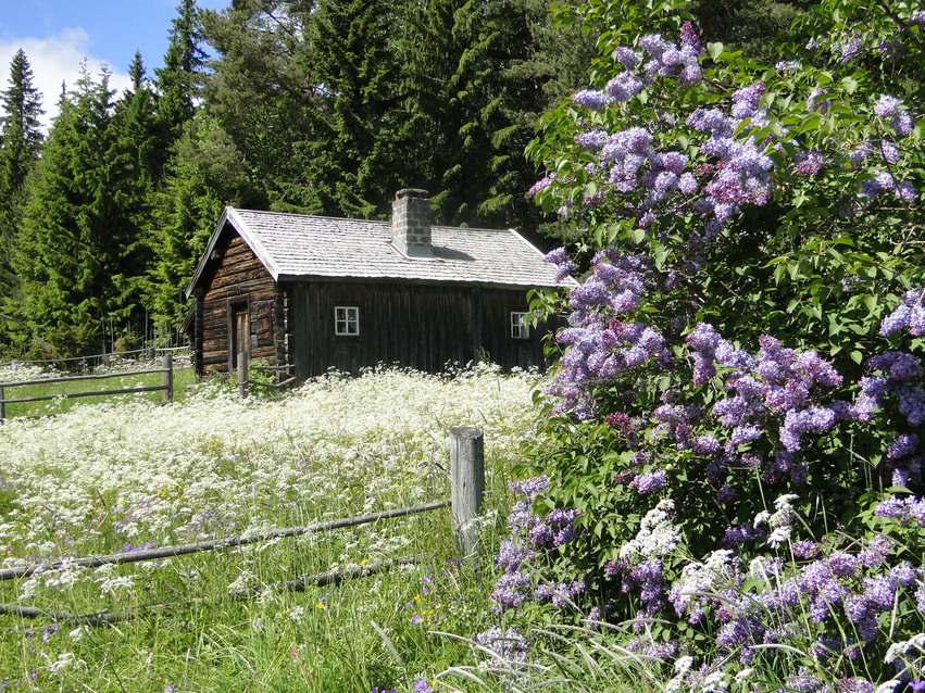 En liten brun stuga med vitt tak och murad skorsten står inhägnad av ett staket där det växer fullt med vita höga blommor och bakom stugan växer tät skog. Närmast kameran till höger står en lila hägg.