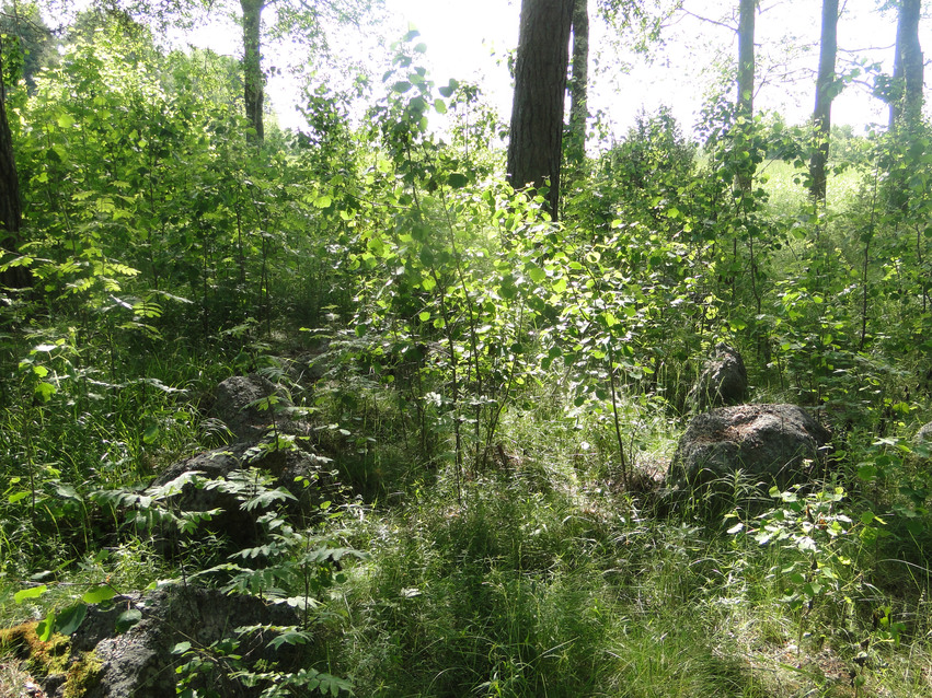 Forntida gravfält i tätt buskage, stenar och träd.