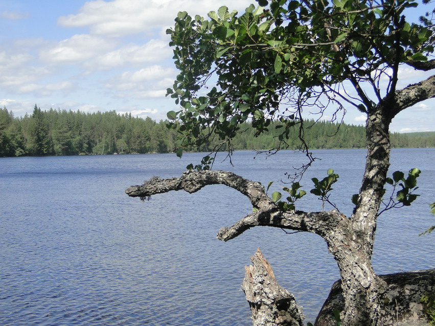 Vy över sjön Hälsen. Ett träd hänger ut över vattnet och på andra sidan sjön växer tät skog. Himlen är blå med vita moln.