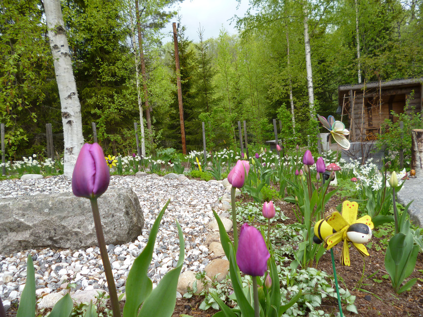 Plantering av lila tulpaner i den sinneliga trädgården. I mitten av planteringen ligger en stor grå sten och många små och i bakgrunden finns en liten brun stuga och skog.
