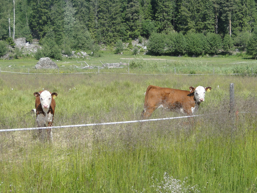 Landskapsvårdare (betande kor på en äng med högt gräs och skog i bakgrunden) i Bodarna - en förutsättning för artrika betesmarker.