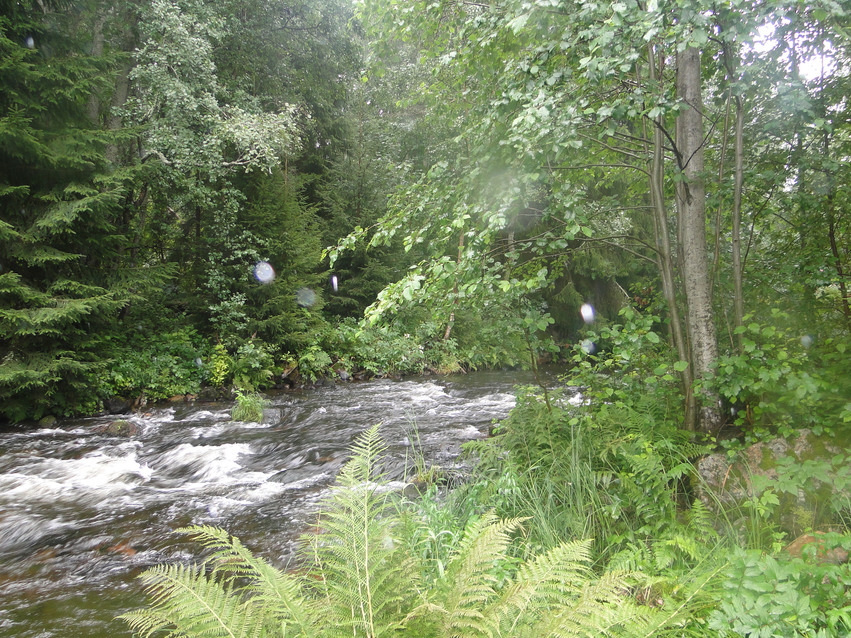 Delåkvarn, vattnet forsar fram omgiven av tät skog.