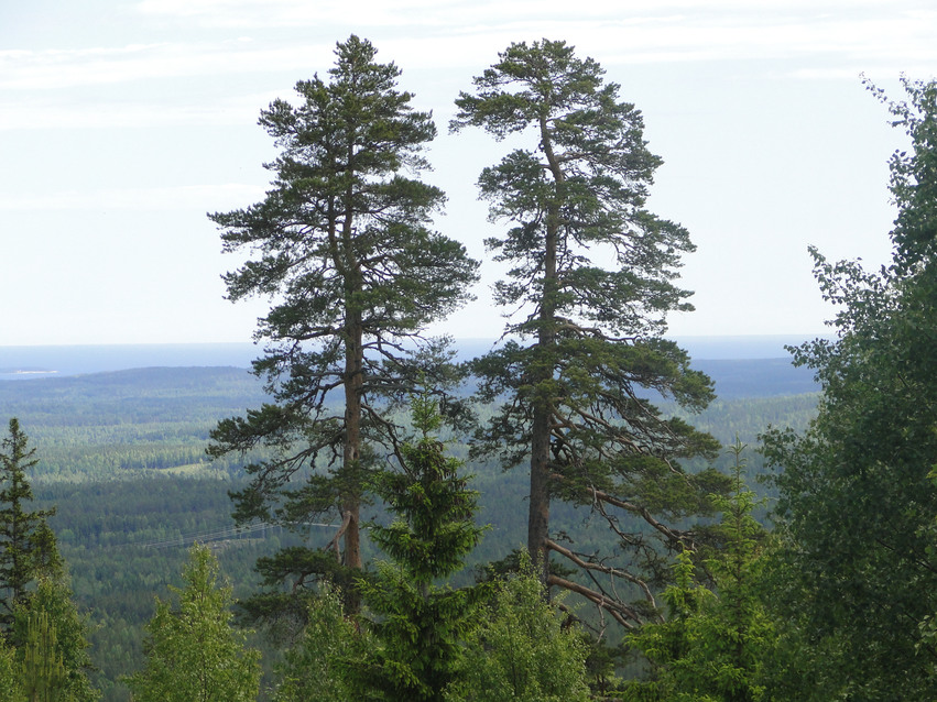 Utsikt från Fuskberget med några skymmande träd.. I horisontens syns blånande berg med grå himmel.