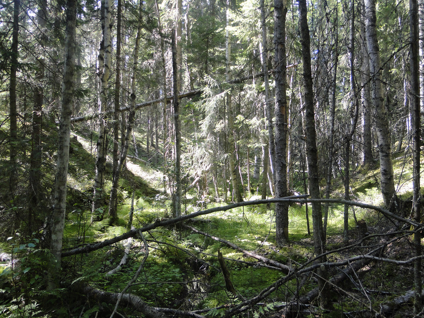 Gammal lundlokal i norra delen av Gottland med tät skog.