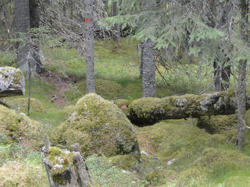 Gammal och opåverkad skog i stigningen uppför. Både mark och stora stenar är täckta av grön mossa.