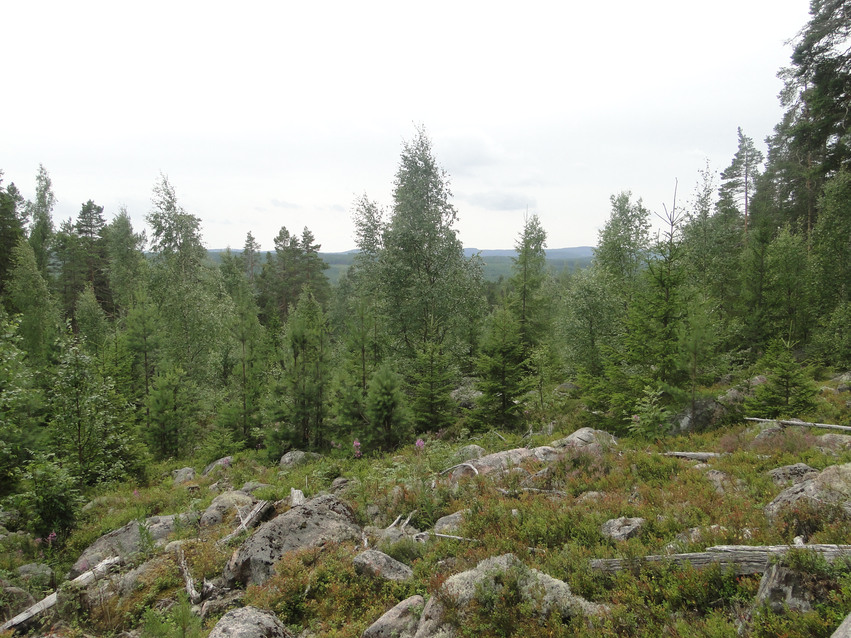 Stenblockig terräng i sydost. Stora stenar ligger i grönt ris och i bakgrunden växer tät skog.