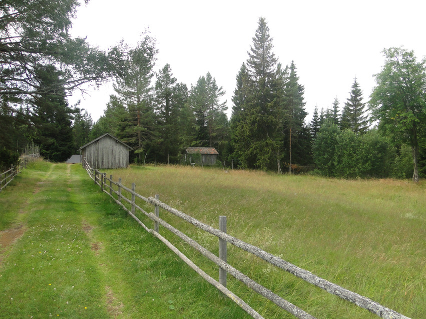 Hävdformad vegetation. En gräsbevuxen bilväg leder fram emot några grå lador. På höger sida växer högt gräs inhägnat av ett staket och i bakgrunden står det stora träd.