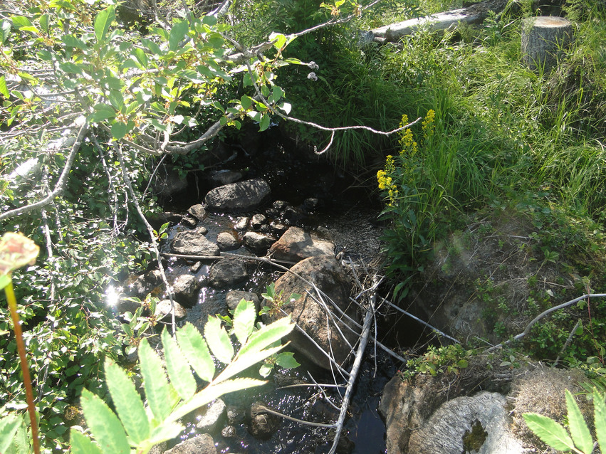 Bäcken rinnande söderut med stenar i vattnet och tät växtlighet.