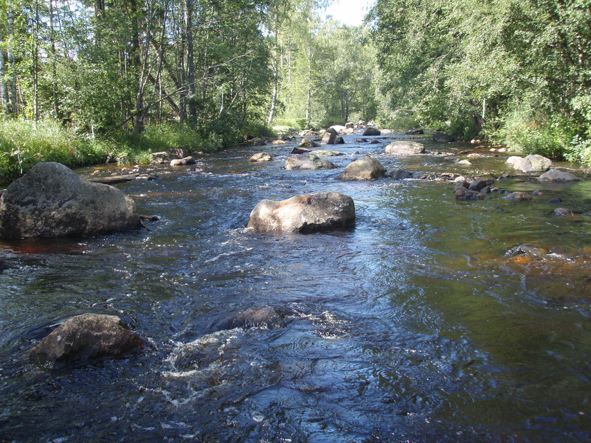 Nianån flyter fram med många stora stenar i det skummande vattnet och tät skog på båda sidor.