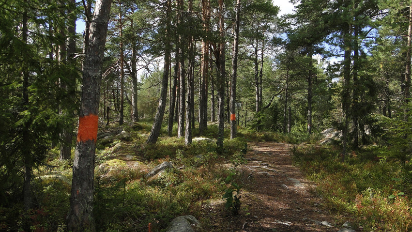 En vandringsled genom skogen en solig sommardag, Vissa trädstammar är märkta med röd färg.
