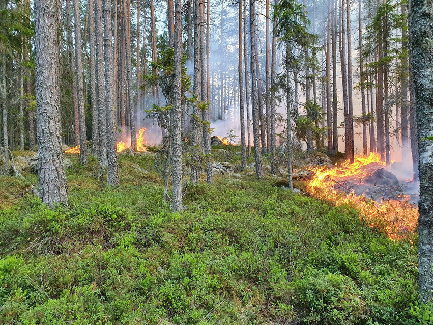 kontrollerad naturvårdsbränning i Gröntjärns naturreservat onsdagen den 2 juni.