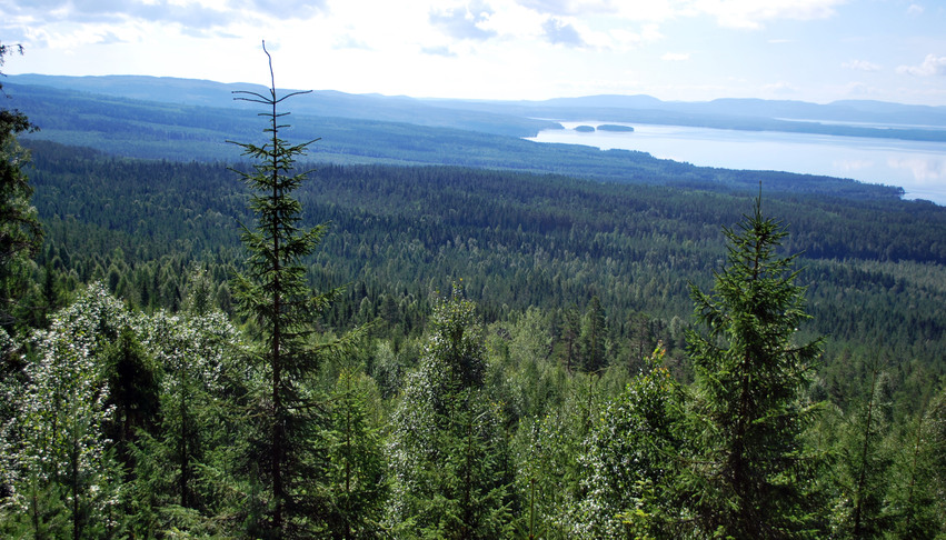 Utsikt över skog och en sjö från ett berg.