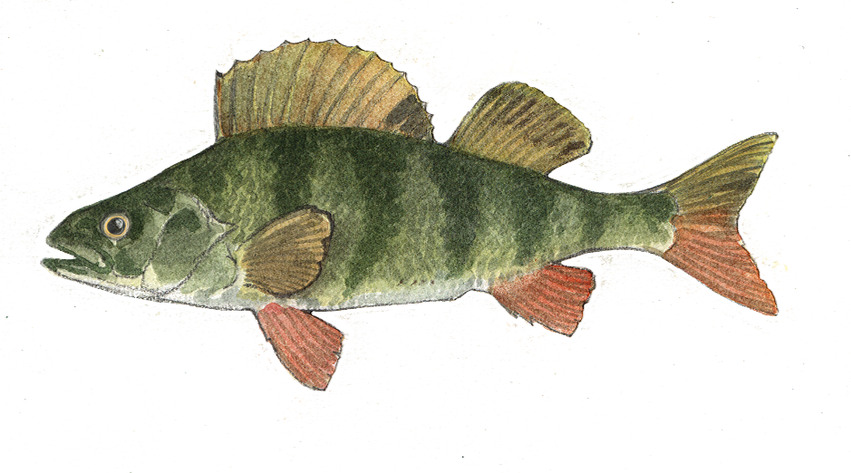 Bild på en grön fisk gulbrungröna och röda fenor mot en vit bakgrund.