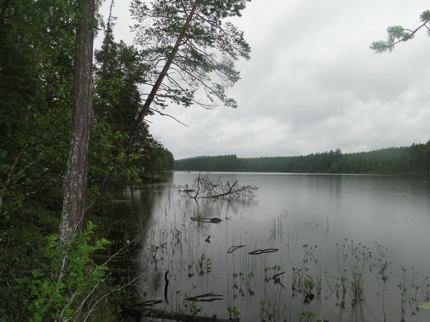Sjökomplex i södra delen av myrarna med tät skog till vänster och i bakgrunden, spegelblankt vatten till höger och gråmulen himmel.