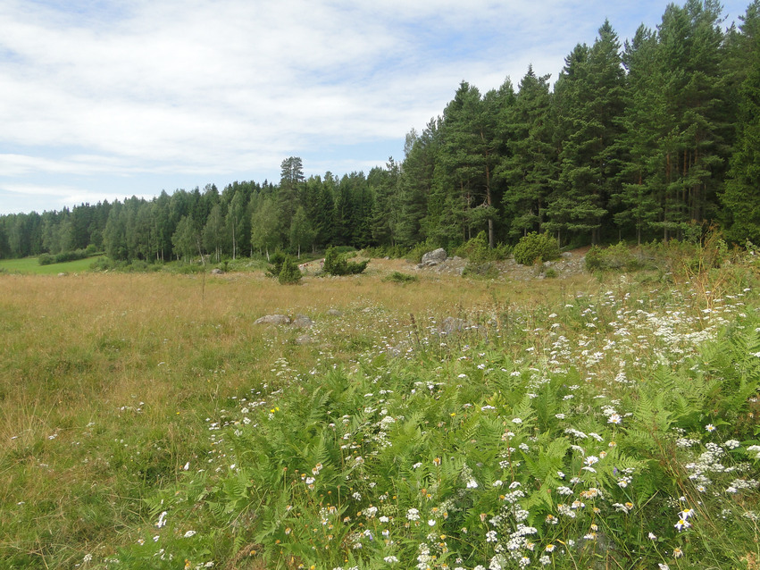 Ostörd beteshage i sydvästlig riktning med blommande äng och skog till höger.