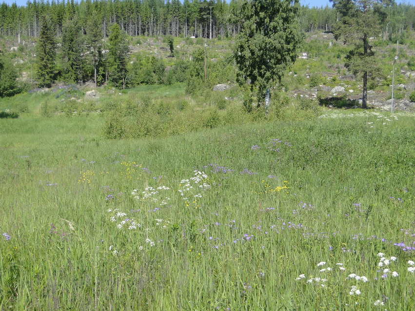 Ängsmark i sydsluttning med blommor och högt gräs. Bakom ängen finns skog och en bit av den blå himlen syns.