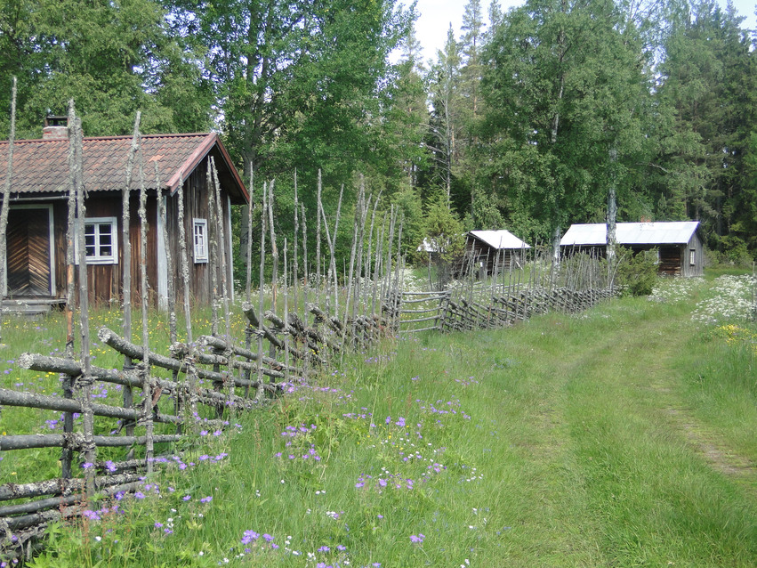 Fäbodar. Till vänster om den långa gråa gärdsgården och rakt fram finns gamla rödbruna hus med vita knutar som står bland höga träd, Till höger växer högt gräs med blominslag längs en gräsbevuxen skogsbilväg.