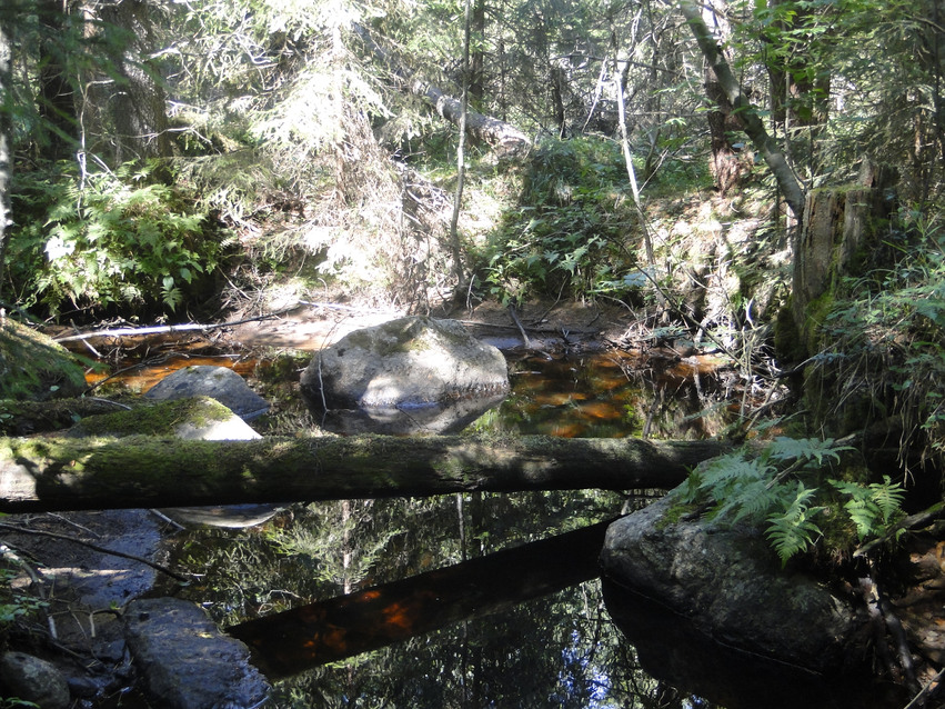 Bäck som rinner genom området med tät skog och stora stenar i vattnet. Solstrålarna letar sig ner mellan grenarna.