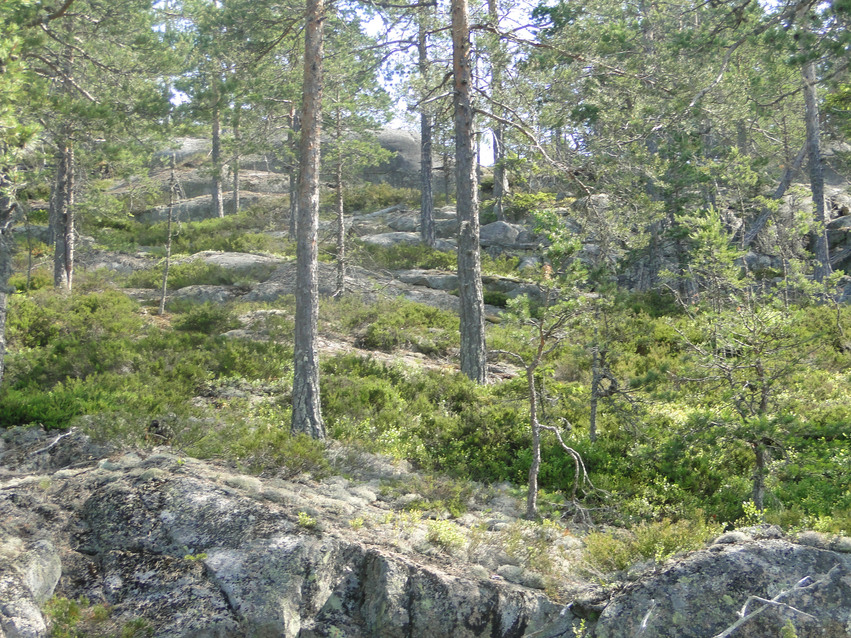 Kalspolade hällmarker på Kärringskårberget i sydsluttning. Stora stenar, träd och buskar i en svag uppförsbacke.