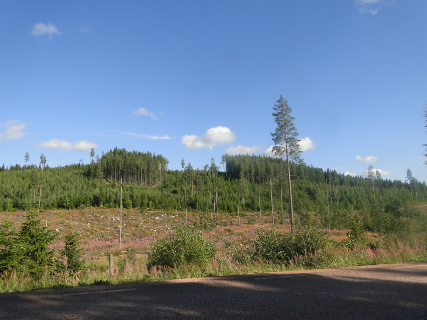 Snipåsen i blickfång sydost från väg 305. Kal mark med skog i bakgrunden och blå himmel med vita moln.