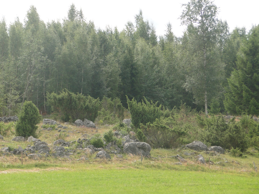 Sten och blockrikt betesområde med tät skog i bakgrunden.