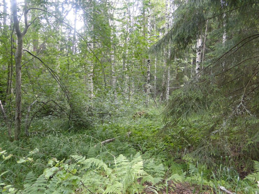 Sumpskogsområde med tät växtlighet ungefär i mitten av Skälölandet.
